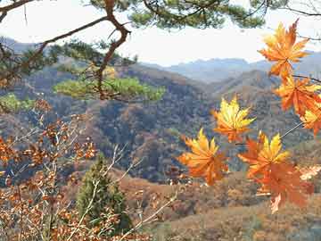 蒲城張兆武最新動態(tài)，時代先鋒的堅實足跡